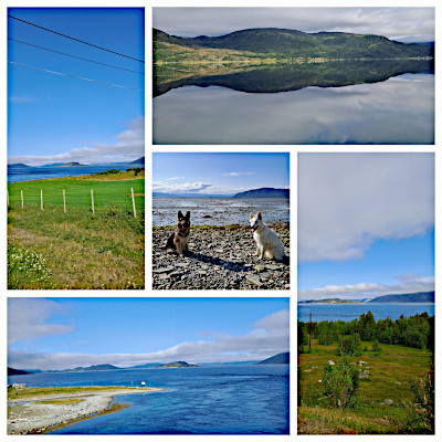 Schafhunde am Eismeer