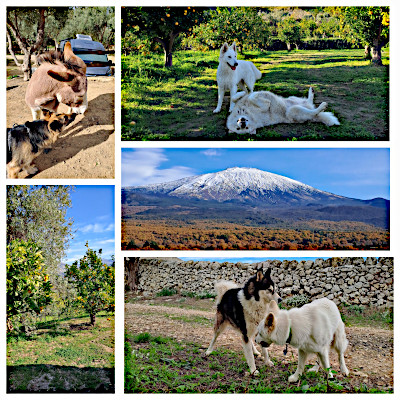 Schafhunde und sizilianische Freunde